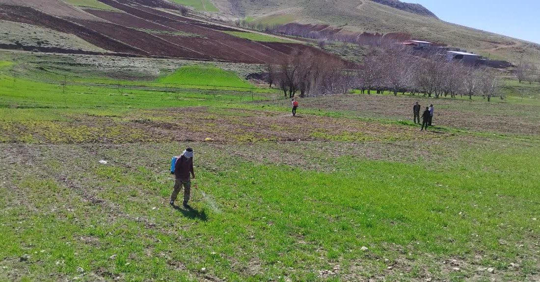 سم پاشی سه هکتار از اراضی گیاهان ممنوعه در دلفان