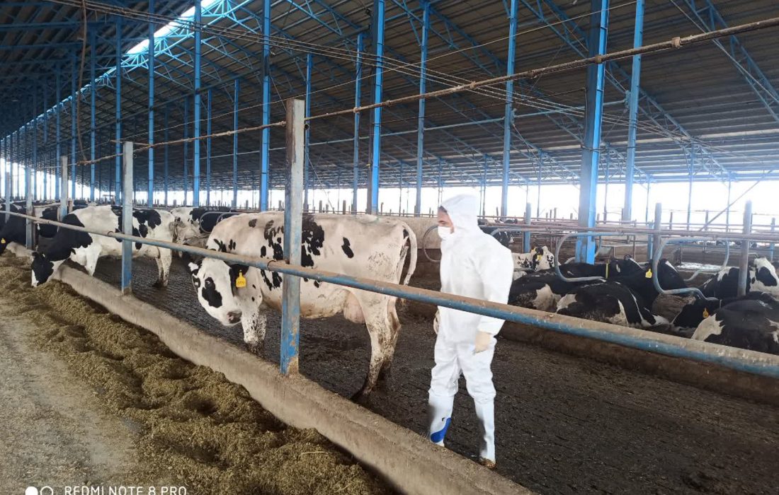 بازرسی، واکسیناسیون و نظارتهای بهداشتی اداره دامپزشکی دلفان از مراکز عرضه دام