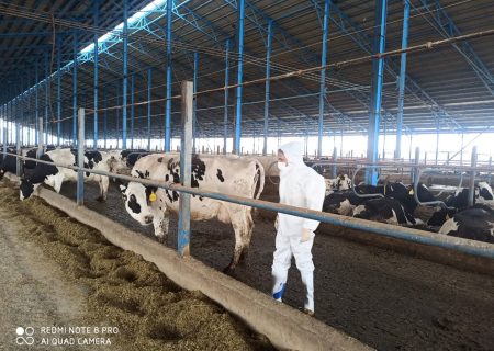 بازرسی، واکسیناسیون و نظارتهای بهداشتی اداره دامپزشکی دلفان از مراکز عرضه دام