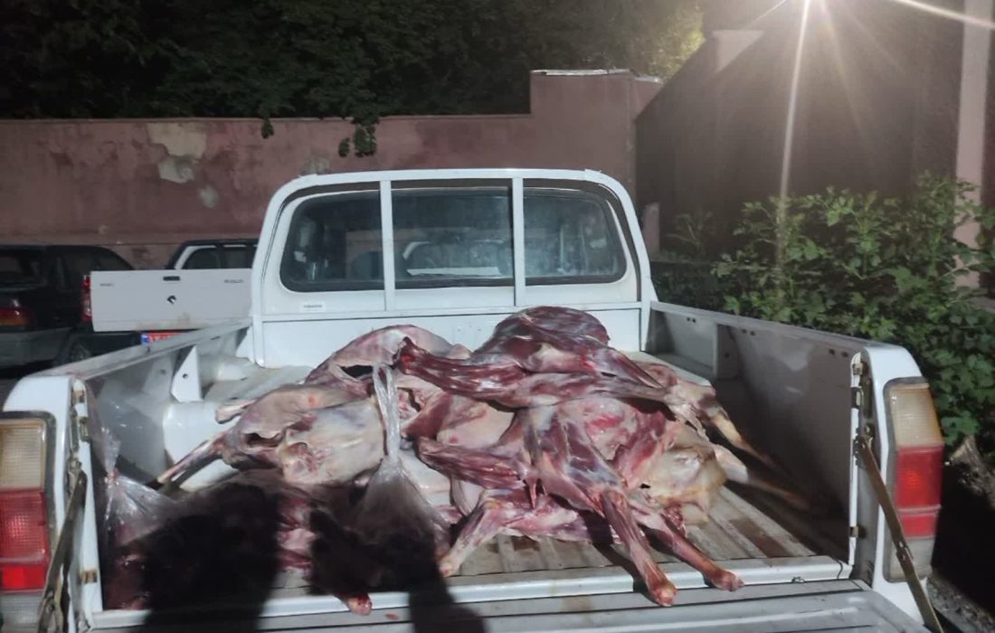کشف ۹ لاشه دام سبک غیر مجاز در شهرستان دلفان