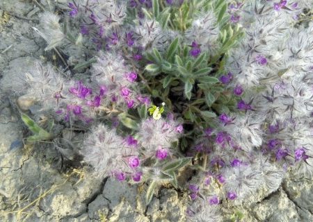 چای کوهی دلفان