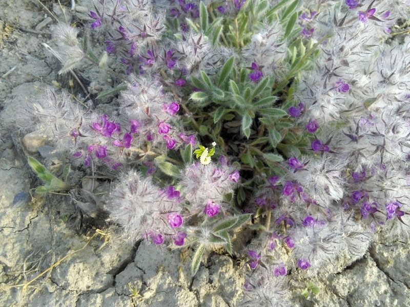 چای کوهی دلفان