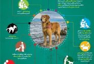🔻بیماری هاری چیست؟