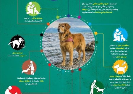 🔻بیماری هاری چیست؟